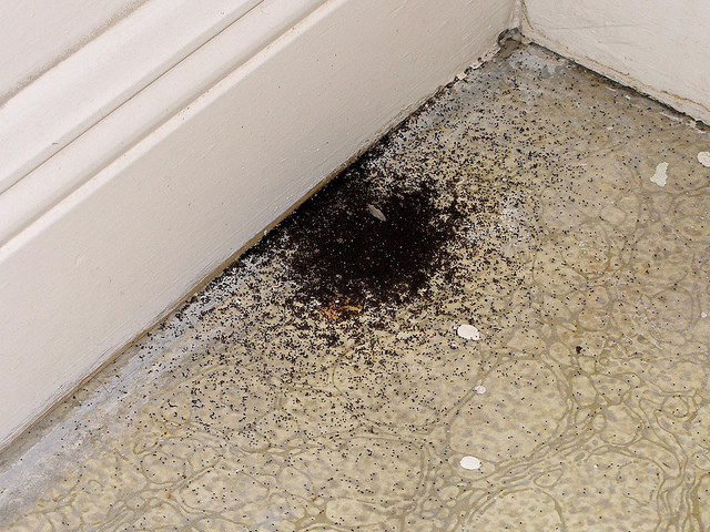 termite droppings